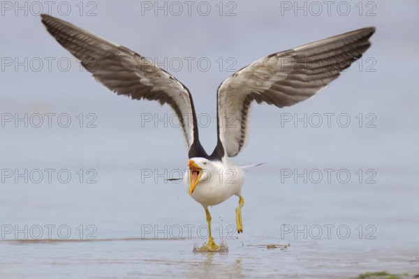 Pacific Gull (Larus pacificus), Victoria, Australia, Oceania