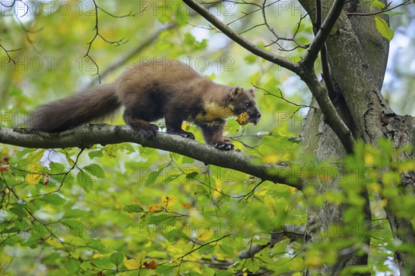 European Pine Marten (Martes martes) climbing in common beech tree (Fagus sylvatica) with prey in jaws, Lower Saxony, Germany, Europe