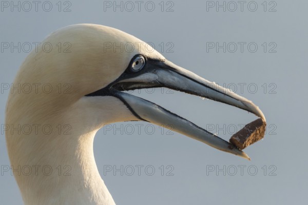 Northern Gannet (Morus bassanus), Schleswig-Holstein, Germany, Europe