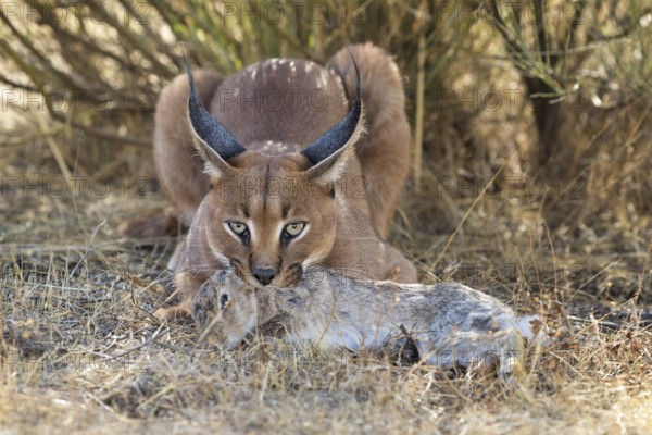 Caracal (Caracal caracal) adult hunting Iberian Hare (Lepus granatensis), Castile-La Mancha, Spain, Europe