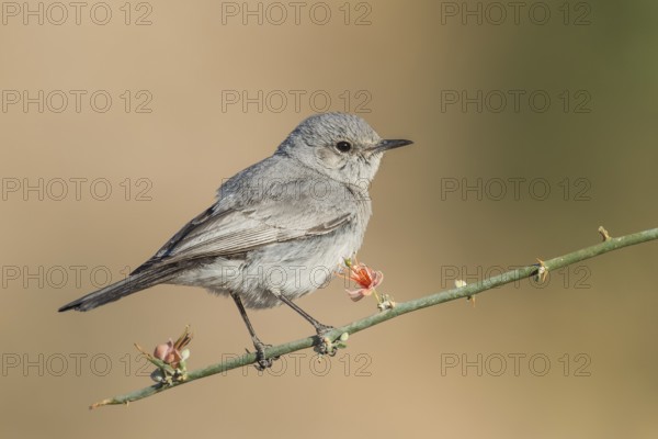 Blackstart (Oenanthe melanura), Eilat, Israel, Asia