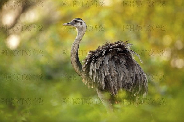 Greater Rhea, Rhea americana, big bird with fluffy feathers, animal in nature habitat, evening sun, Pantanal, Brazil. Rhea on the grass meadow. Wildlife scene from Brazil. Bird with long neck