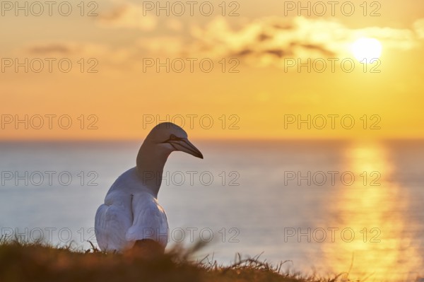 Northern gannet (Morus bassanus) standing on the cliff at sunset with the sea in the background, wildlife, Helgoland, Germany, Europe