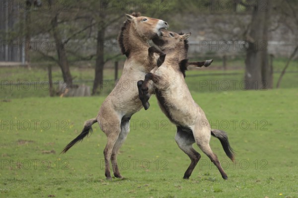 Przewalski's horse (Equus ferus przewalskii), playing in the meadow, rising, Tachi, Captive