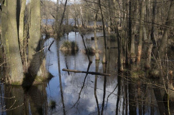 Alder swamp forest on the lakeshore, Schorfheide-Chorin Biosphere Reserve, Brandenburg, Germany, Europe