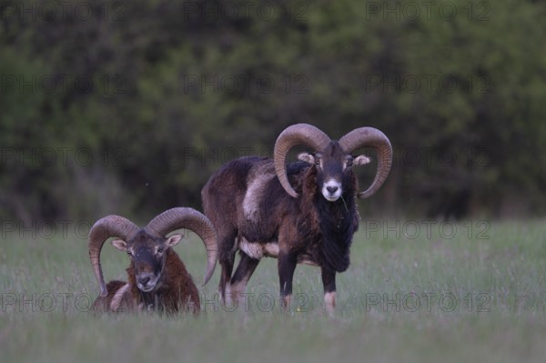European mouflon (Ovis gmelini musimon, Syn.: Ovis orientalis musimon, Ovis aries musimon), Gerolstein, Eifel, Rhineland-Palatinate, Germany, Europe