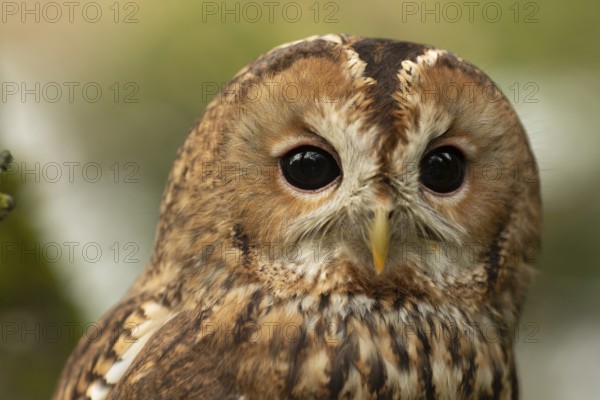 Tawny Owl (Strix aluco) captive, Germany, Europe