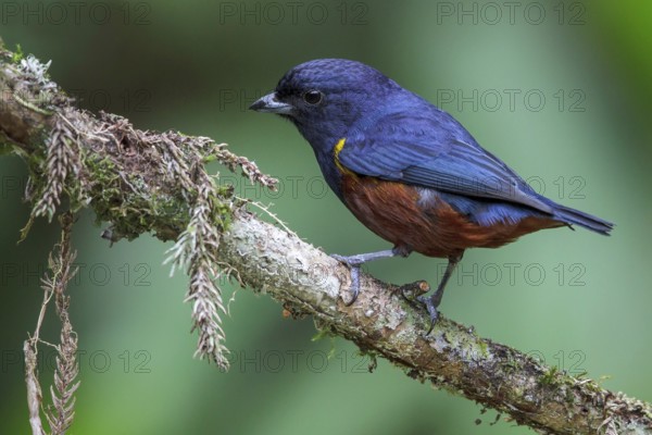 Chestnut-bellied Euphonia (Euphonia pectoralis) perched on a branch in the Atlantic rainforest of southeast Brazil