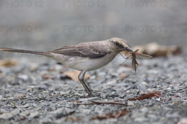 Tropical Mockingbird (Mimus gilvus tobagensis), Trinidad and Tobago, Central America