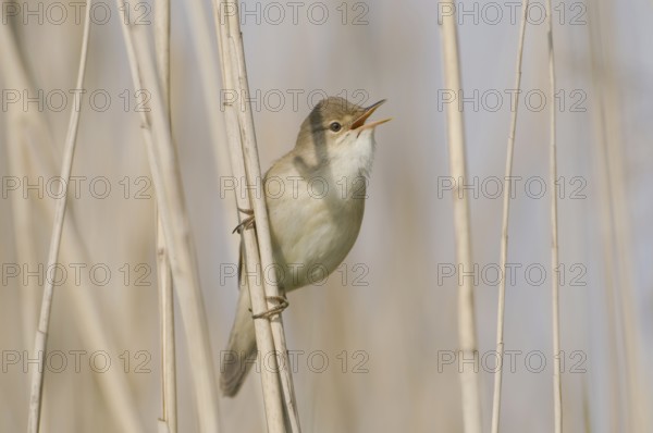 Eurasian Reed Warbler (Acrocephalus scirpaceus) singing, Saxony, Germany, Europe