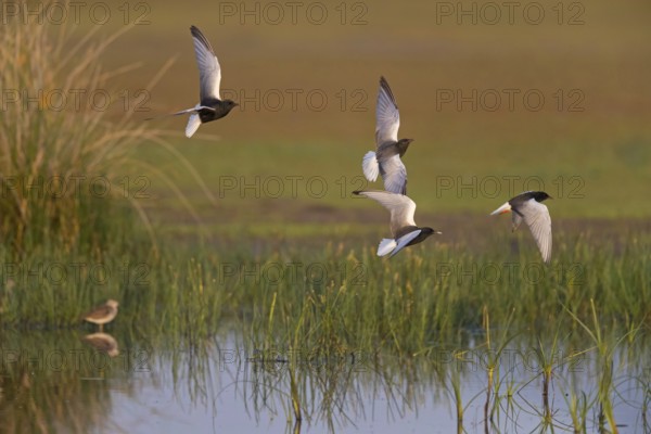 Weißflügelseeschwalbe, White-winged Black Tern, White-winged Tern, Chlidonias leucopterus, Chlidonias leucoptera, Guifette leucoptère, Fumarel Aliblanco
