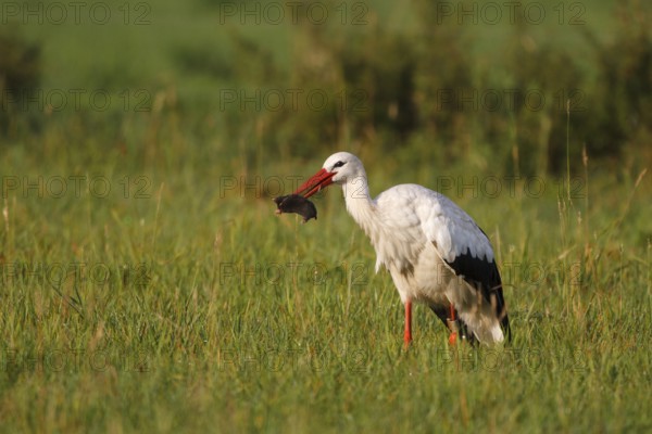 White Stork (Ciconia ciconia) catching a mole, North Rhine-Westphalia, Germany, Europe