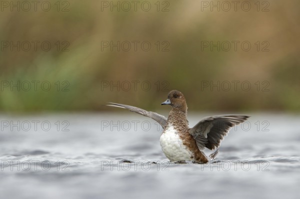 Eurasian Wigeon (Mareca penelope) female, Utrecht, Netherlands