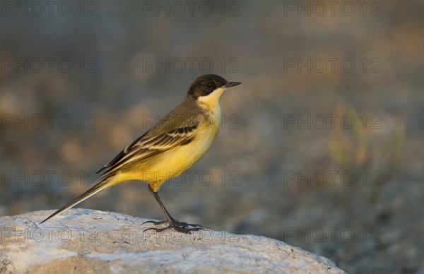 Western Yellow Wagtail (Motacilla flava feldegg), Cyprus, Europe