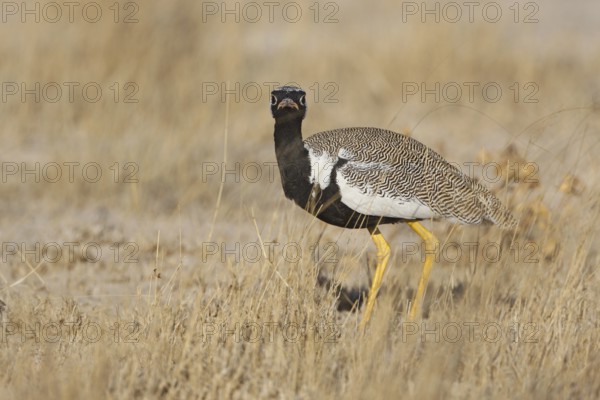 Southern Black Korhaan (Afrotis afra) male, Oshikoto, Namibia, Africa