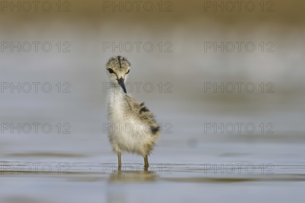 Black-winged Stilt (Himantopus himantopus) chick foraging, North Rhine-Westphalia, Germany, Europe