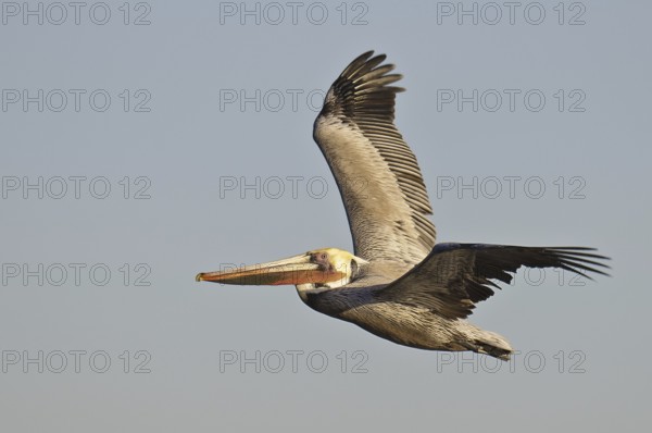 Brown Pelican (Pelecanus occidentalis), California, USA, North America