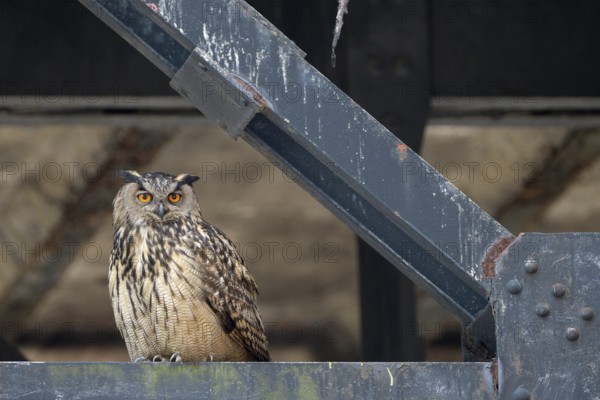 Uhu (Bubo bubo), Eagle Owl, Altvogel, Juni, Zeche Ewald, Herten, Ruhrgebiet, Nordrhein-Westfalen, Deutschland