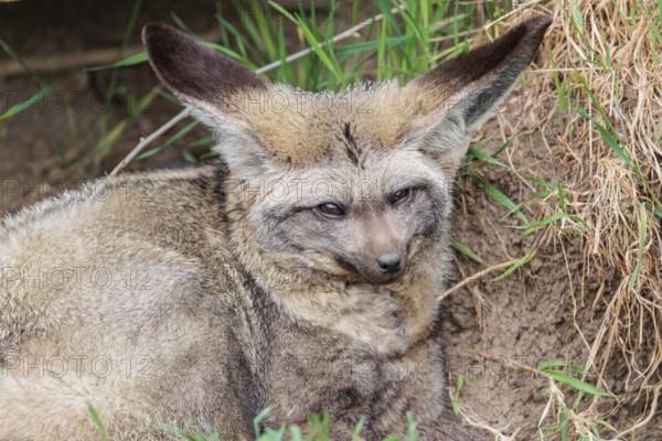 A Bat-eared fox (Otocyon megalotis) rests in front of his den