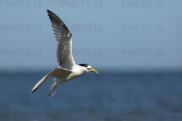 Greater Crested Tern (Thalasseus bergii) flying with fish in beak, Victoria, Australia, Oceania