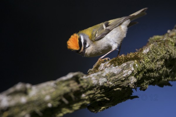 Firecrest - Sommergoldhähnchen - Regulus ignicapilla ssp. ignicapilla, Germany, Europe