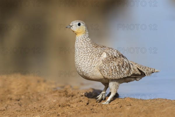 Crowned Sandgrouse (Pterocles coronatus) female, Negev, Israel, Asia