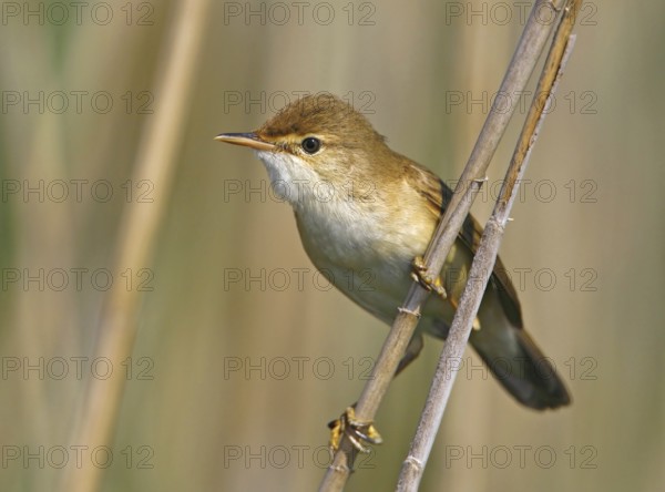Eurasian Reed Warbler (Acrocephalus scirpaceus), Vila Franca de Xira, Portugal, Europe