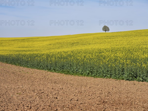 Small lime tree (Tilia), standing in a field of flowering rape, Winterschwil, Freiamt, Canton Aargau, Switzerland, Europe