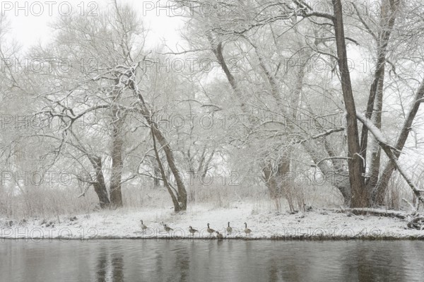 Winter landscape by a river, Canada geese (Branta canadensis) on the bank in heavy snowfall, North Rhine-Westphalia, Germany, Europe