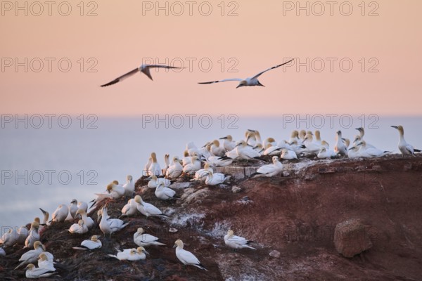 Northern gannet (Morus bassanus) flying over the colony on the cliffs at sunset, wildlife, Helgoland, Germany, Europe