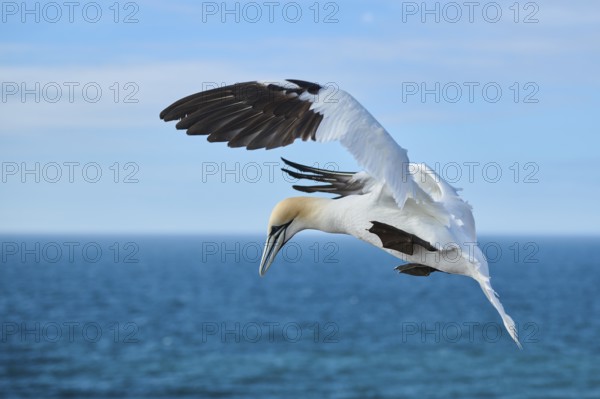 Northern gannet (Morus bassanus) flying over the sea, landing, wildlife, Helgoland, Germany, Europe