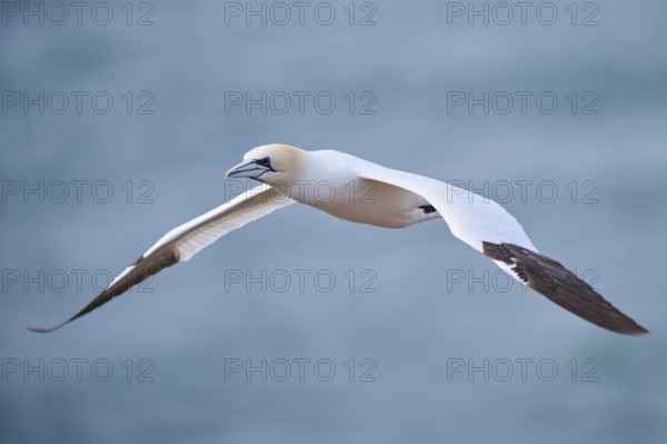 Northern gannet (Morus bassanus) flying over the sea, wildlife, Helgoland, Germany, Europe