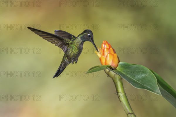 Admirable Hummingbird (Eugenes spectabilis), Costa Rica, Central America