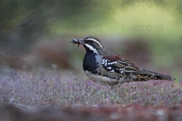 Chestnut Quail-thrush (Cinclosoma castanotum) male, New South Wales, Australia, Oceania