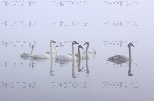 Trumpeter Swan (Cygnus buccinator), Michigan, USA, North America