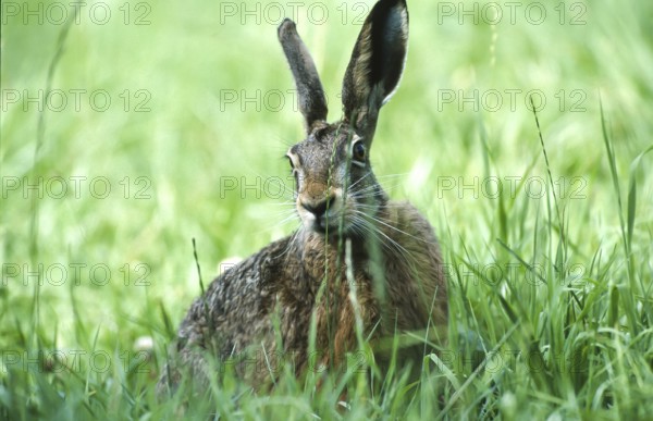 European brown hare (Lepus europaeus) sitting securely in the grass of a meadow, North Rhine-Westphalia, Germany, Europe