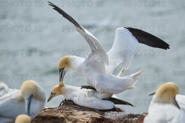 Northern gannet (Morus bassanus) couple having a love game on the cliff, wildlife, Helgoland, Germany, Europe