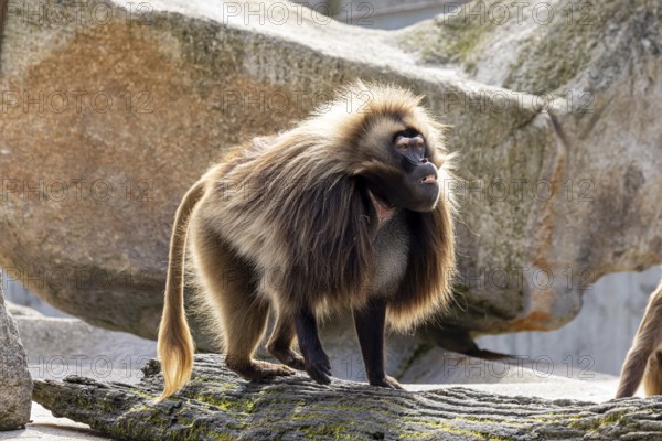 Djelada, blood-breasted baboon (Theropithecus gelada) at Wilhelma. Stuttgart Zoological and Botanical Garden, Baden-Württemberg, Germany, Europe