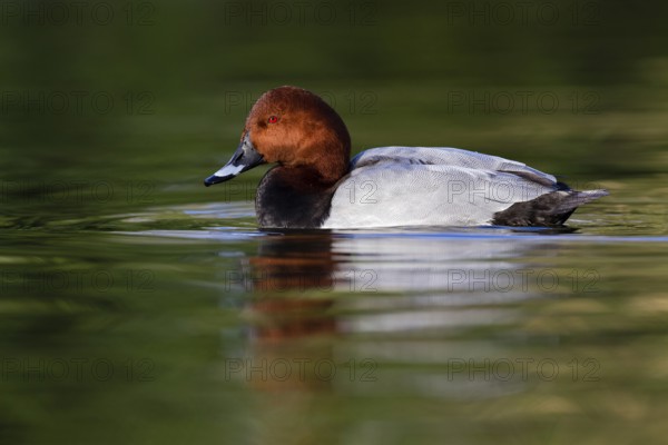 Common Pochard (Aythya ferina) male, Asturias, Spain, Europe