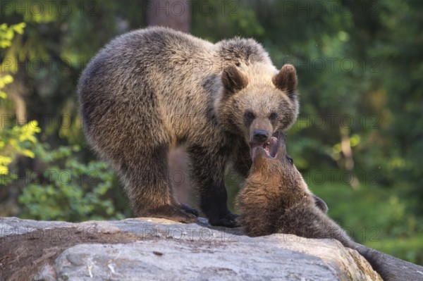 Eurasian Brown Bear (Ursus arctos) two fighting in forest, Finland, Europe