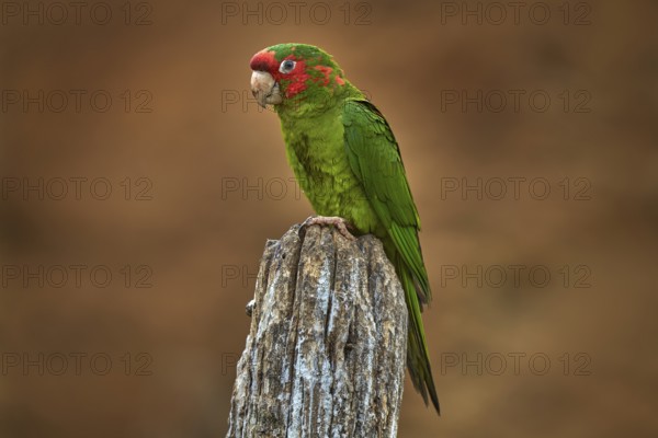 Mitred parakeet, Psittacara mitratus, red green parrot sitting on the tree trunk in the nature habitat. Bird mitred conure in the nature habitat, wildlife Peru. Travel in South America, Bolivia, Peru, South America
