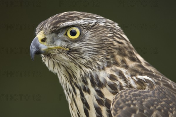 Northern Goshawk (Accipiter gentilis) juvenile, Lower Saxony, Germany, Europe