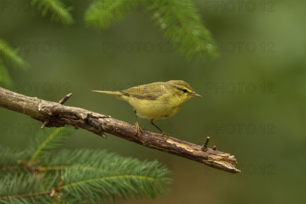 Willow Warbler (Phylloscopus trochilus), Utrecht, Netherlands