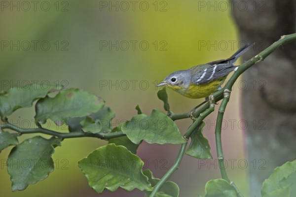 Magnolia Warbler (Setophaga magnolia) juvenile perched on a branch, Peten, Guatemala, Central America