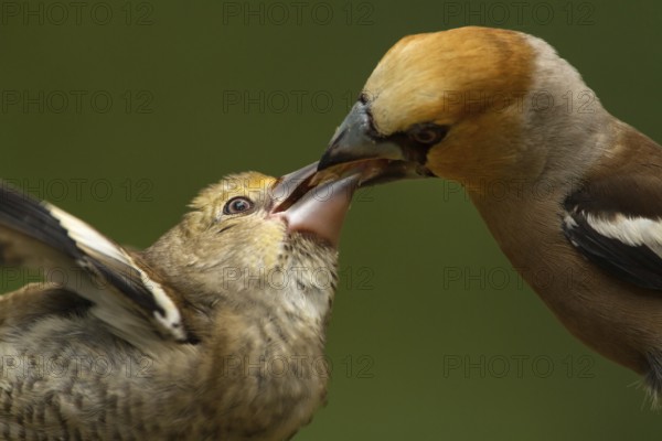 Hawfinch (Coccothraustes coccothraustes) male feeding young, Utrecht, Netherlands