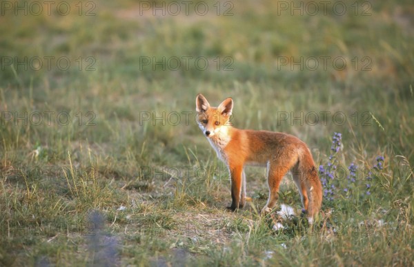 Red fox (Vulpes vulpes) Young fox looking around, Schorfheide-Chorin Biosphere Reserve, Brandenburg, Germany, Europe