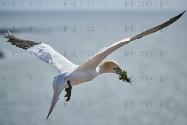 Northern gannet (Morus bassanus) flying over the sea with rivet material in the beak, wildlife, Helgoland, Germany, Europe