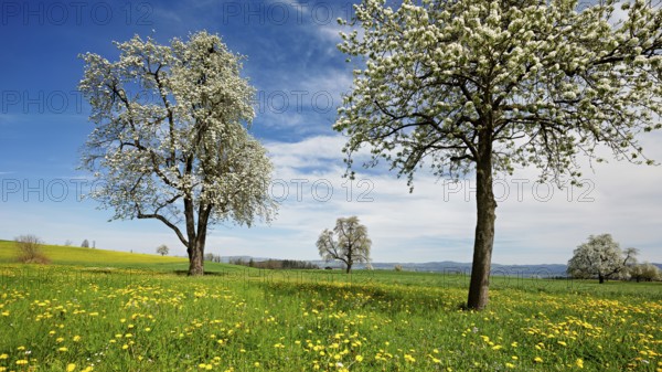 Field of flowering dandelions and pear trees (Pyrus communis), Beinwil, Freiamt, Canton Aargau, Switzerland, Europe