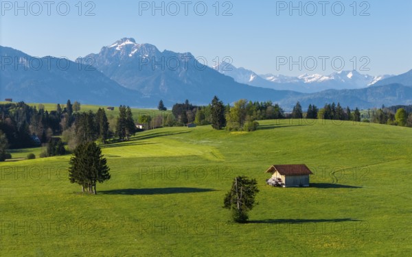 A valley full of green meadows, trees and huts with a mountain backdrop in the distance, Alps, near Füssen, Ostallgäu, Allgäu, Bavaria, Germany, Europe