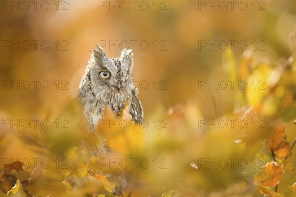 Eurasian Scops Owl (Otus scops) captive, Bavaria, Germany, Europe
